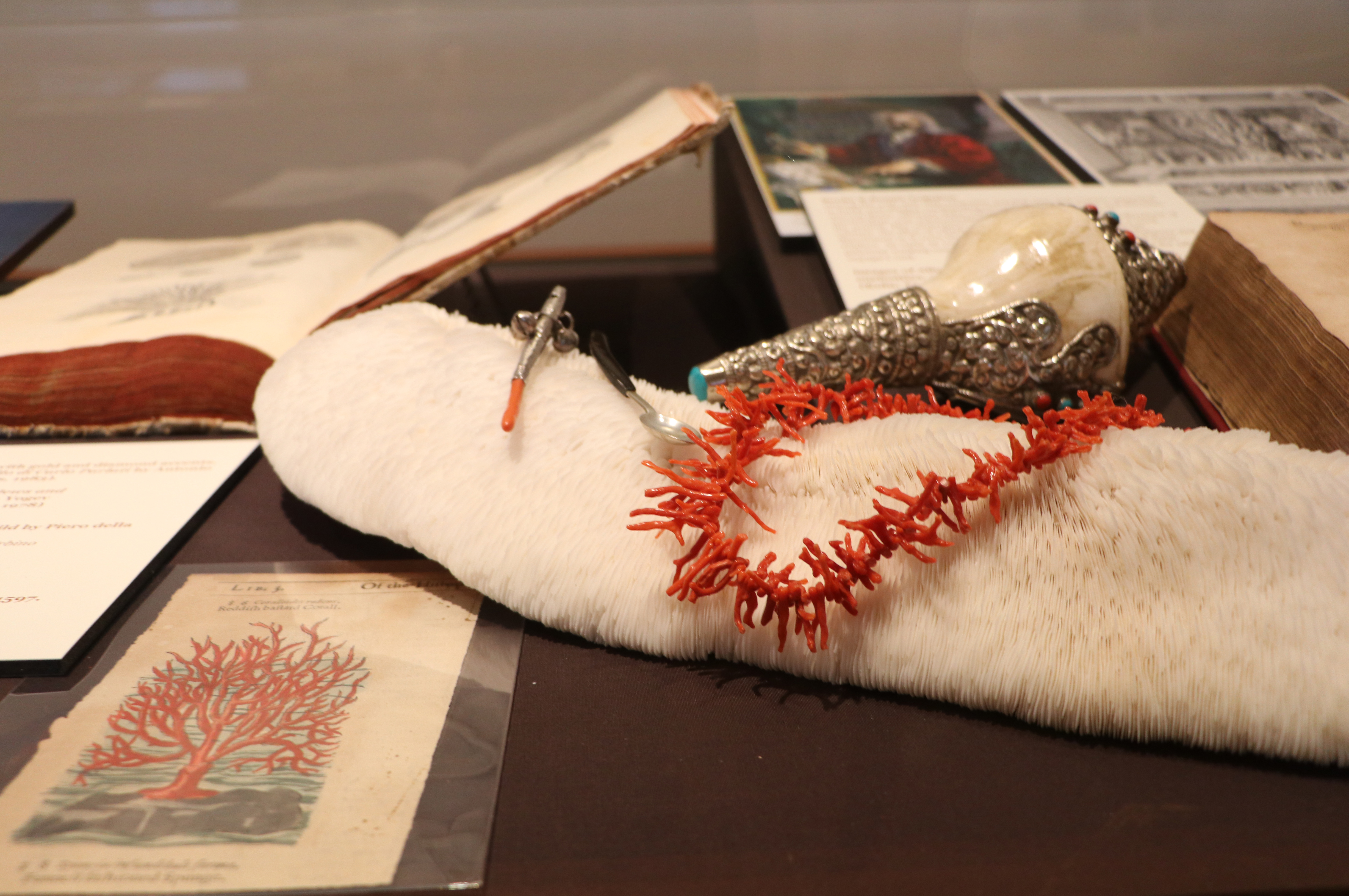 A closeup od a display of a white and red coral used in jewelry and ceremonial pieces in a display case along with historic books on the topic