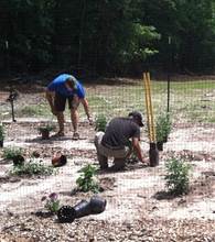 Planting the butterfly gardens